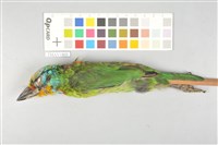 藏品(五色鳥)的圖片